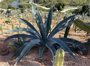 Agave américain