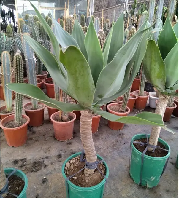 Agave attenuata Agave coda di volpe