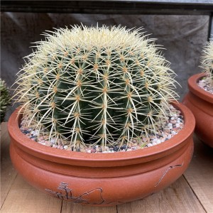 กระบองเพชร Echinocactus Grusonii