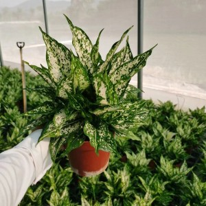 緑の植物の花アグラオネマ