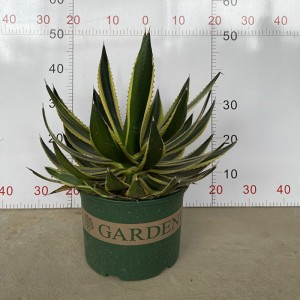 Agave Goshiki Bandai ao vivo