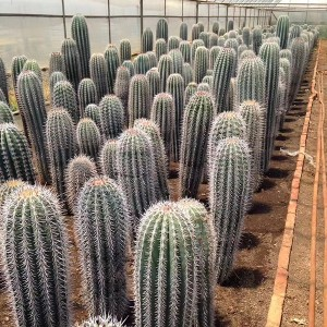 Nursery- Live Mexican Giant Cardon