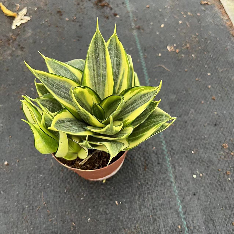 Sansevieria de tamaño pequeño