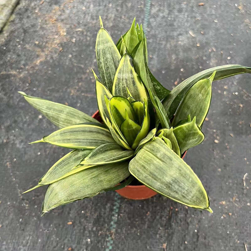 Sansevieria me madhësi të vogël 2