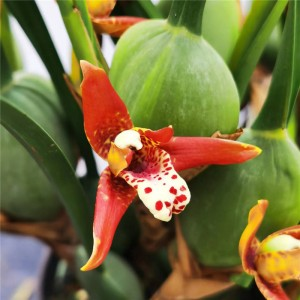 Bau Orchid-Maxillaria Tenuifolia