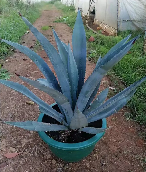 निळा agave