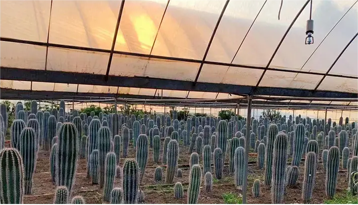 produttore di cactus
