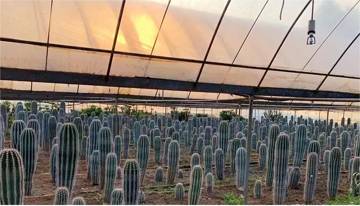 fabricant de cactus