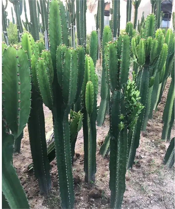 kaktus lagre