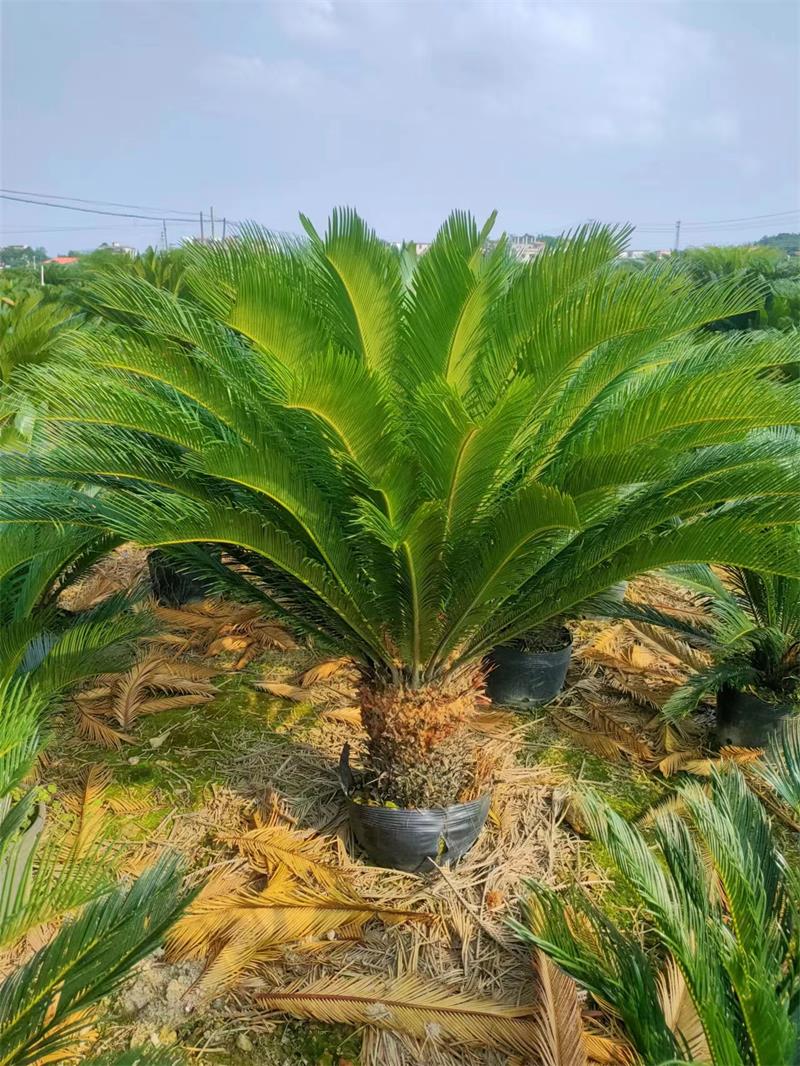 palmier de sago8