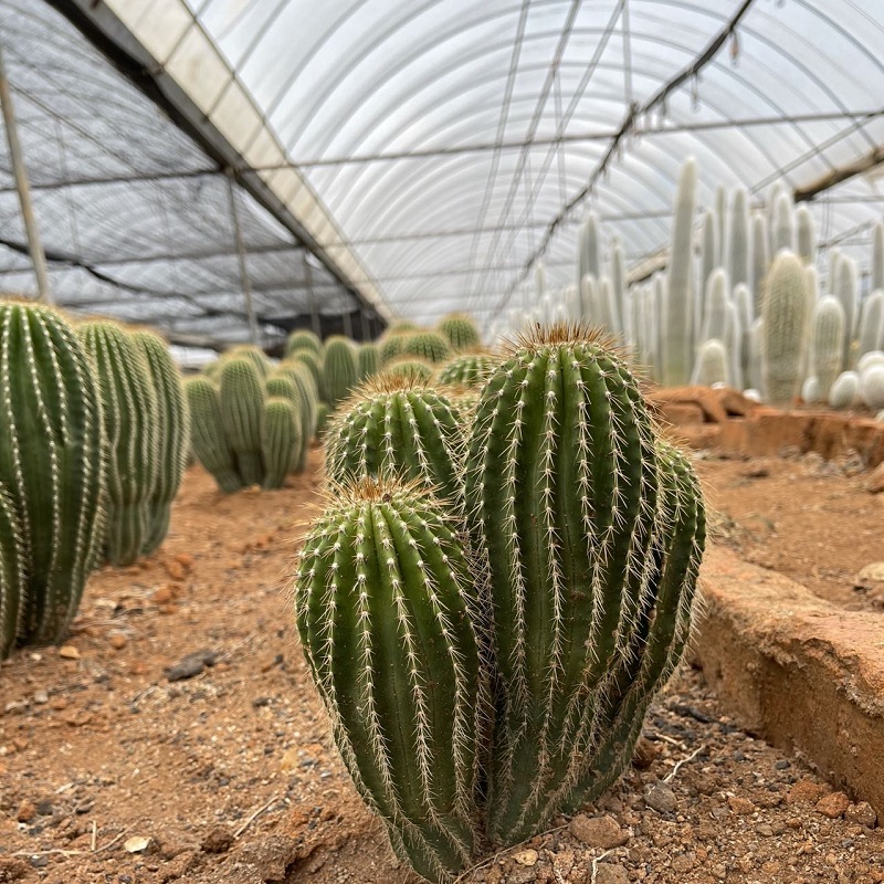 Wholesale Hot sale Types Of Cacti In Az - tall cactus golden saguaro   HuaLong Manufacturer and Supplier | HuaLong