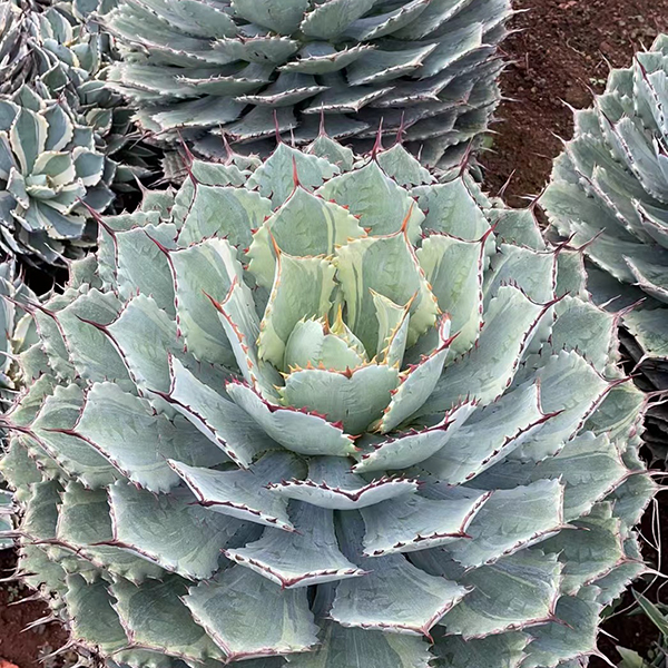 Wholesale Discountable price Rare Indoor Plants Online - Rare Agave  Potatorum Live Plant  HuaLong Manufacturer and Supplier | HuaLong