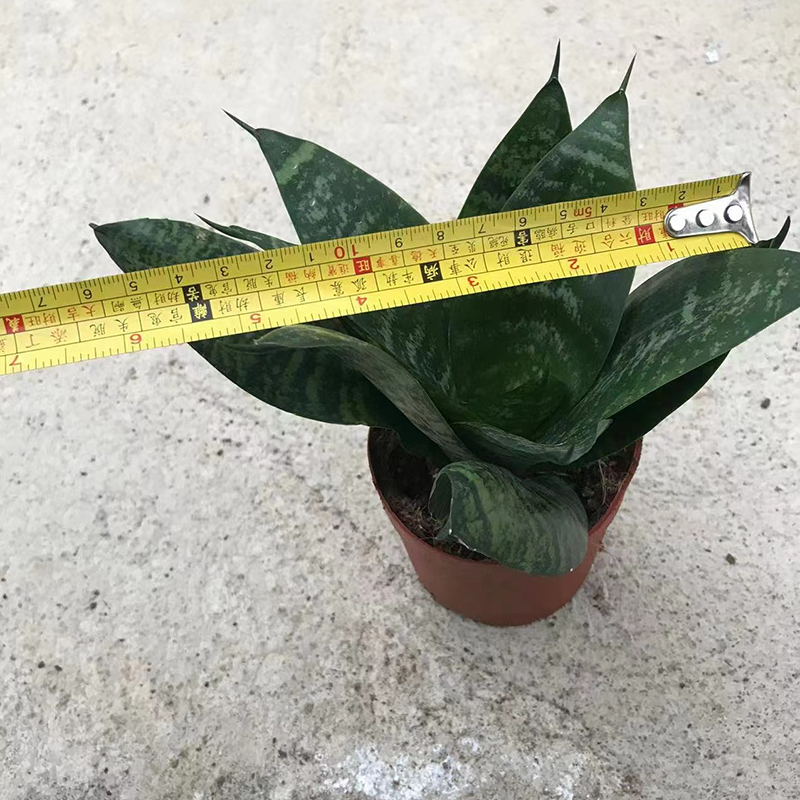 China Good Quality Sansevieria (2)