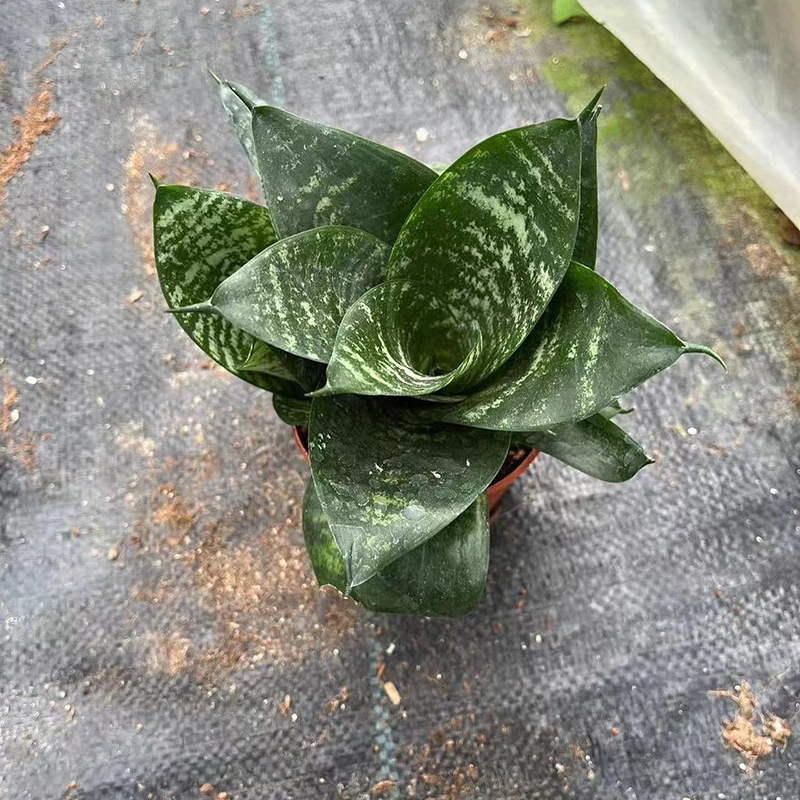 China Good Quality Sansevieria (3)