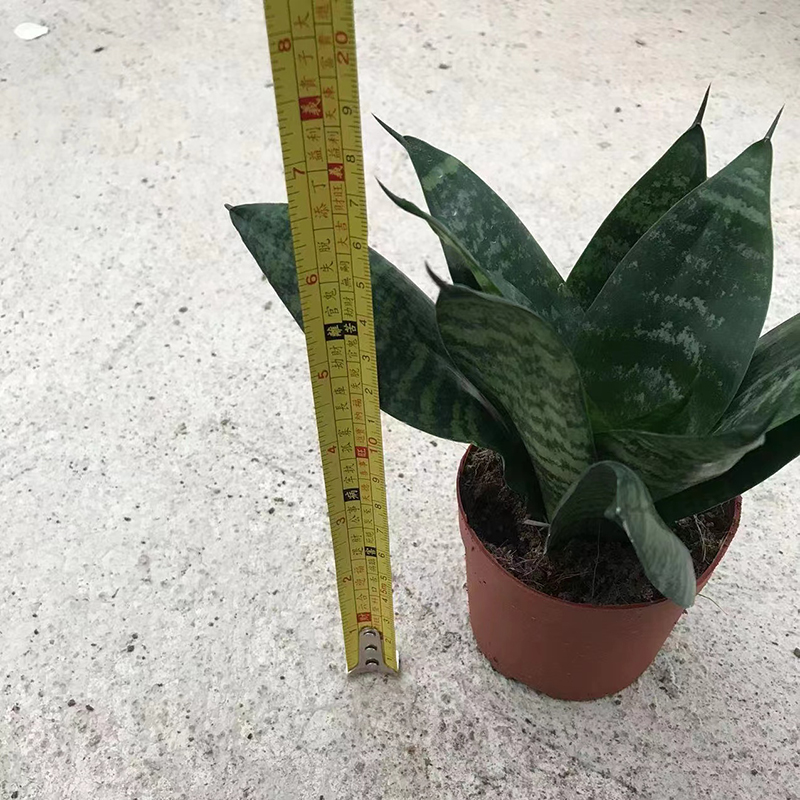 China Good Quality Sansevieria