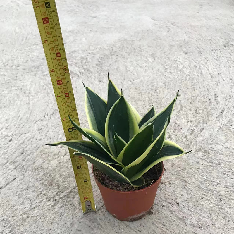 Sansevieria Hahnni Mini Sansevieria For Sale (2)