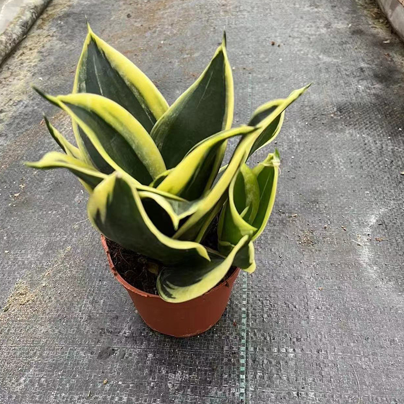 Sansevieria Hahnni Mini Sansevieria For Sale1