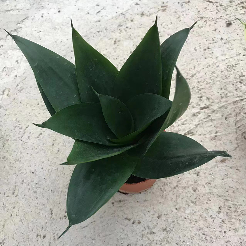 Small Size Sansevieria Surperba Black Kingkong Chi (2)