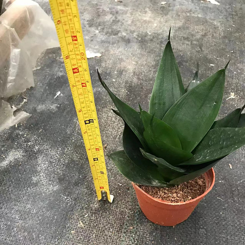 Small Size Sansevieria Surperba Black Kingkong Chi