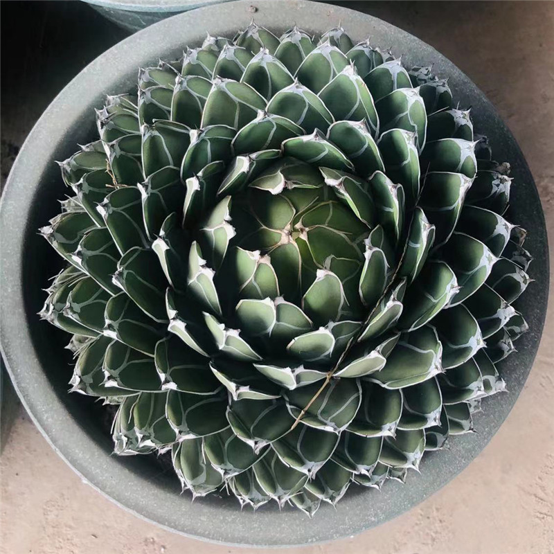 Wholesale Factory directly supply Rare Indoor Plants In The Philippines -  Rare Live Plant Royal Agave  HuaLong Manufacturer and Supplier | HuaLong