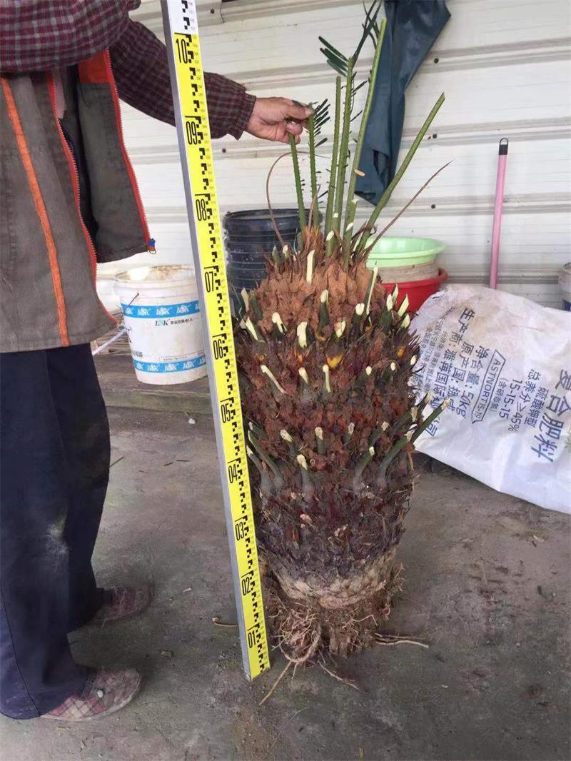 sago palm7