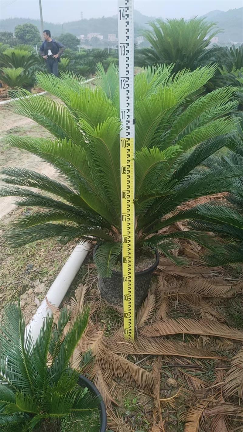 sago palm9