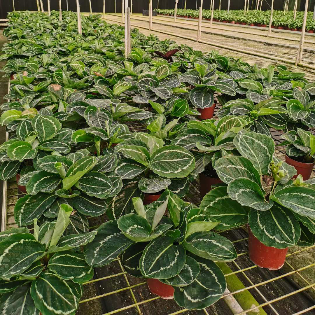Wholesale Calathea Jungle Rose Live Plants Bonsai Wholesale Manufacturer  and Supplier | HuaLong