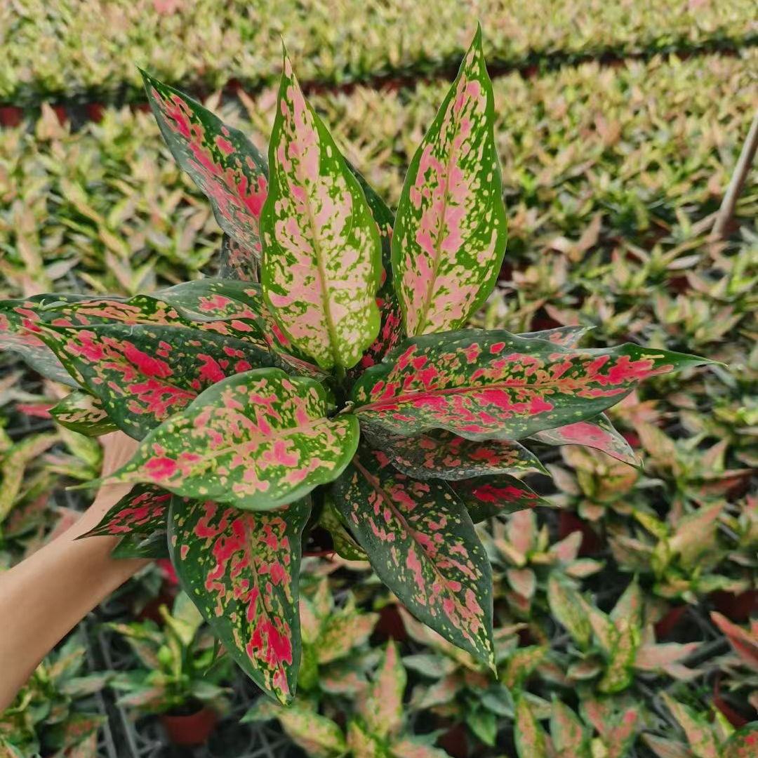 Wholesale Red Plants Flower Aglaonema Suppliers - Verified China  Manufacturers Manufacturer and Supplier | HuaLong