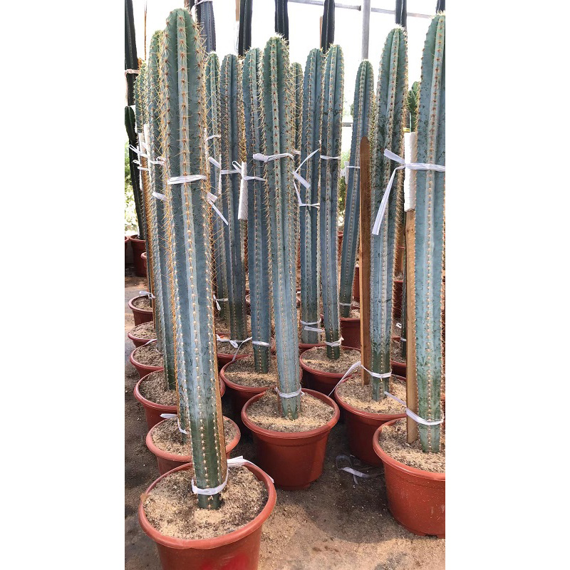Wholesale Blue Columnar Cactus Cultivation Base - Suppliers, Manufacturers  Manufacturer and Supplier | HuaLong